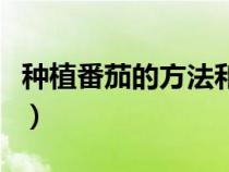 种植番茄的方法和什么相似（种植番茄的方法）