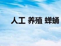 人工 养殖 蝉蛹（人工养殖蝉蛹的方法）