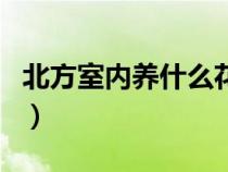 北方室内养什么花（北方室内适合养什么植物）