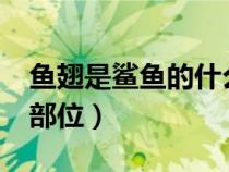 鱼翅是鲨鱼的什么部位?（鱼翅是鲨鱼的什么部位）