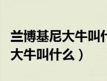 兰博基尼大牛叫什么名字怎么发音（兰博基尼大牛叫什么）