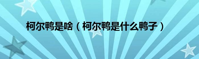 柯尔鸭是啥（柯尔鸭是什么鸭子）