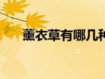 薰衣草有哪几种品种（薰衣草的分类）