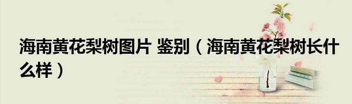 海南黄花梨树图片 鉴别（海南黄花梨树长什么样）