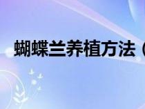 蝴蝶兰养植方法（蝴蝶兰的养法家庭养法）