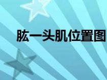 肱一头肌位置图（一头肌是在什么部位）