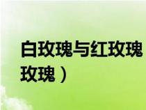 白玫瑰与红玫瑰 张爱玲朱砂痣（白玫瑰与红玫瑰）
