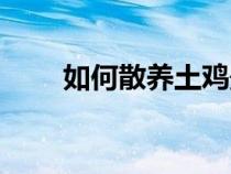 如何散养土鸡最好（如何散养土鸡）
