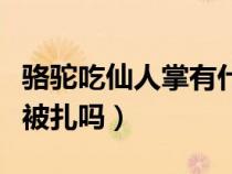 骆驼吃仙人掌有什么好处（骆驼吃仙人掌不会被扎吗）