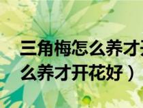 三角梅怎么养才开花好 视频教程（三角梅怎么养才开花好）