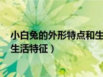 小白兔的外形特点和生活特征100字（小白兔的外形特点和生活特征）