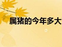 属猪的今年多大了（属狗的今年多大了）