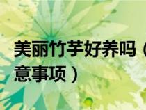 美丽竹芋好养吗（水培美丽竹芋养殖方法和注意事项）