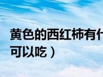 黄色的西红柿有什么好处（黄色的西红柿可不可以吃）