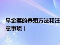 旱金莲的养殖方法和注意事项视频（旱金莲的养殖方法和注意事项）