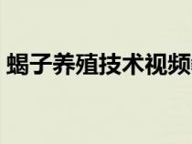 蝎子养殖技术视频教学央视（蝎子养殖技术）