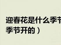 迎春花是什么季节开的花图片（迎春花是什么季节开的）