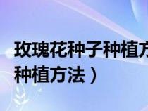 玫瑰花种子种植方法与技巧视频（玫瑰花种子种植方法）
