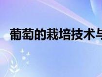 葡萄的栽培技术与管理（葡萄的栽培技术）