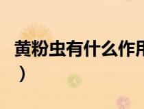 黄粉虫有什么作用与用途（黄粉虫有什么作用）