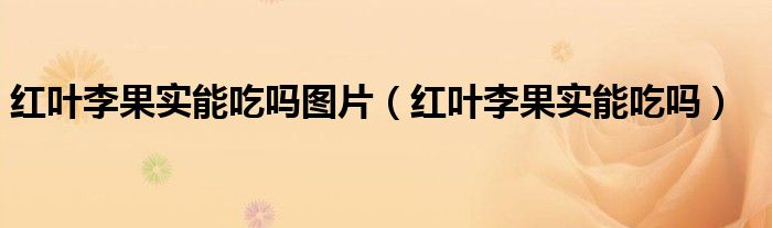 红叶李果实能吃吗图片（红叶李果实能吃吗）