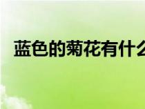 蓝色的菊花有什么寓意（菊花有什么寓意）