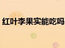 红叶李果实能吃吗图片（红叶李果实能吃吗）