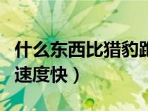 什么东西比猎豹跑得更快（什么东西比猎豹的速度快）