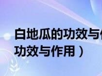 白地瓜的功效与作用 白地瓜图片（白地瓜的功效与作用）