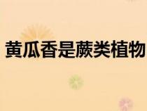 黄瓜香是蕨类植物吗（黄瓜香和蕨菜的区别）