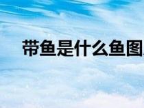 带鱼是什么鱼图片大全（带鱼是什么鱼）