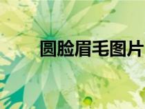 圆脸眉毛图片（圆脸适合什么眉毛）