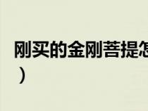 刚买的金刚菩提怎么清理（金刚菩提怎么清理）