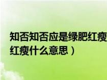 知否知否应是绿肥红瘦什么意思李清照(知否知否应是绿肥红瘦什么意思) 知否知否应是绿肥红瘦什么意思李清照(知否知否应是绿肥红瘦什么意思)