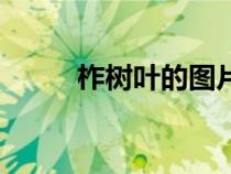 柞树叶的图片（柞树叶长什么样）