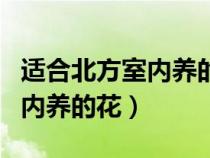 适合北方室内养的花期长的植物（适合北方室内养的花）