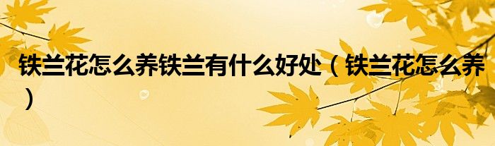 铁兰花怎么养铁兰有什么好处（铁兰花怎么养）