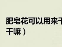 肥皂花可以用来干嘛六年了（肥皂花可以用来干嘛）