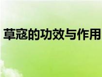 草寇的功效与作用图片（草寇的功效与作用）
