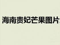 海南贵妃芒果图片欣赏（海南贵妃芒果特点）