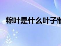 粽叶是什么叶子制成的（粽叶是什么叶子）