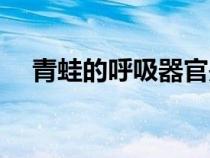 青蛙的呼吸器官是什么（虾的呼吸器官）