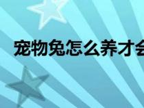 宠物兔怎么养才会跟你熟（宠物兔怎么养）