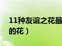 11种友谊之花最能代表友情的花（代表友情的花）