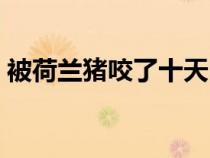 被荷兰猪咬了十天内活不了（荷兰猪咬人吗）