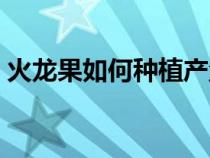 火龙果如何种植产量高些（火龙果如何种植）