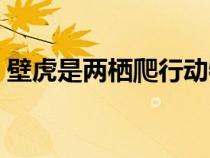 壁虎是两栖爬行动物吗（壁虎是两栖动物吗）