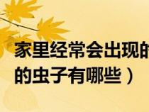 家里经常会出现的虫子有哪些（家里经常出现的虫子有哪些）