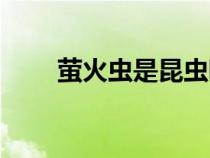 萤火虫是昆虫嘛（萤火虫是昆虫吗）