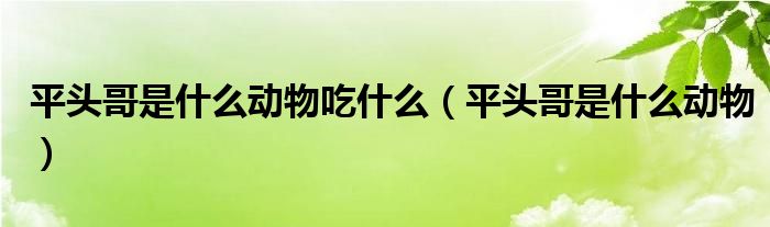 平头哥是什么动物吃什么（平头哥是什么动物）